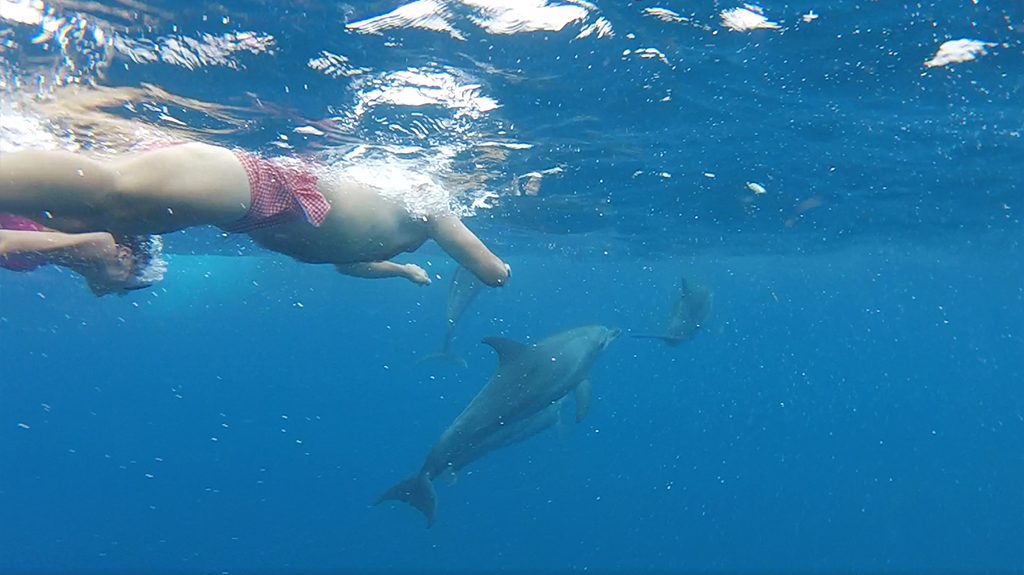 Plivanje sa delfinima na Zanzibaru